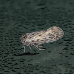 Cedusa maculata thumbnail 2