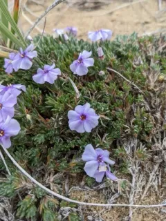 Richardson's phlox thumbnail 3