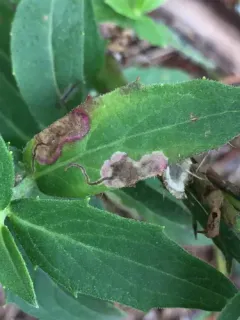 Calycomyza michiganensis thumbnail 1