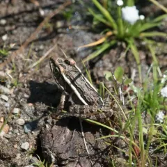 Pickerel Frog thumbnail 3