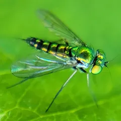 Condylostylus caudatus thumbnail 2