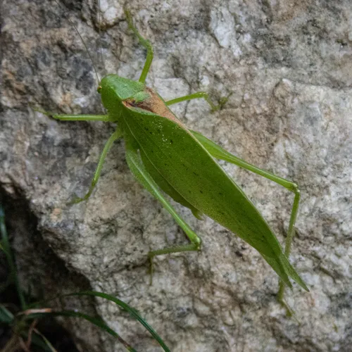 Rattler Round-winged Katydid