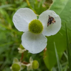 Skullcap Skeletonizer Moth thumbnail 1