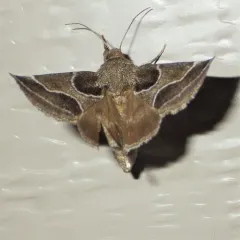 Ragweed Flower Moth thumbnail 4