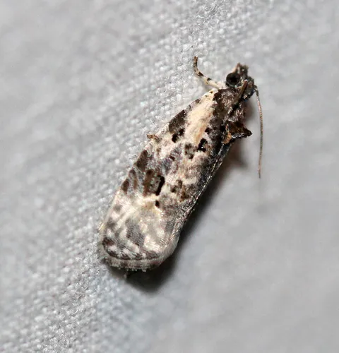 Apotomis albeolana