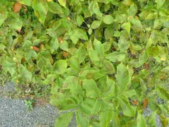 Black Spot of Elm thumbnail 2