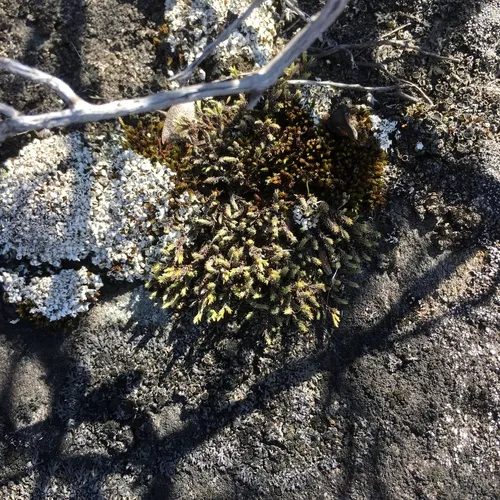 Ciliate Hoarmoss