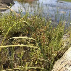 water sedge thumbnail 1