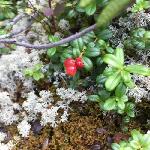 Lingonberry