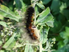 Estigmene albida thumbnail 2