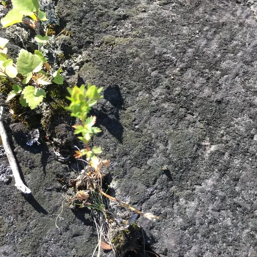 rough cinquefoil