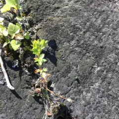 rough cinquefoil thumbnail 1