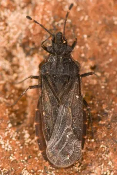 Aradus uniannulatus thumbnail 1