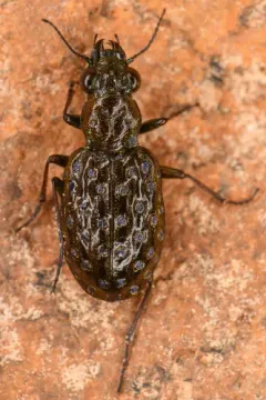 Elaphrus clairvillei thumbnail 1