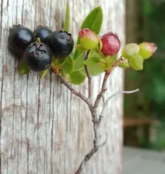 northern dwarf huckleberry thumbnail 4