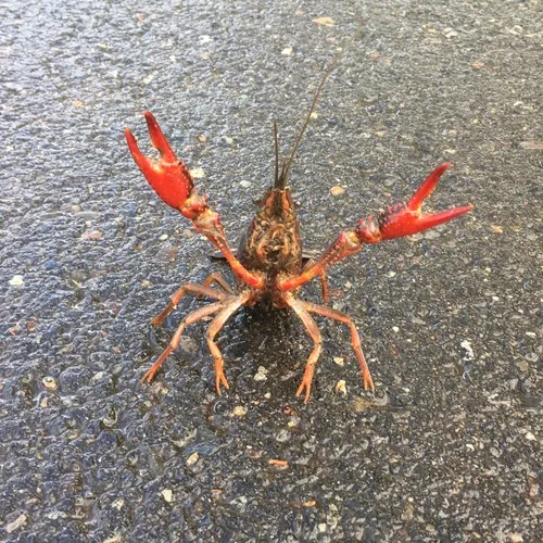 Red Swamp Crayfish