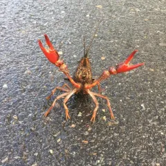 Red Swamp Crayfish thumbnail 1