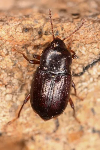 Scaphium castanipes