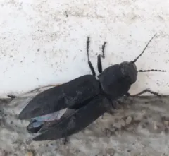 Black Fire Beetle thumbnail 1