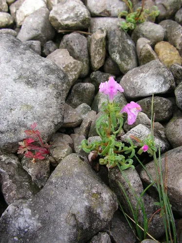 Red Hemp-nettle