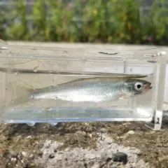 Emerald Shiner thumbnail 3