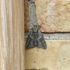 Mother Underwing Moth thumbnail 3