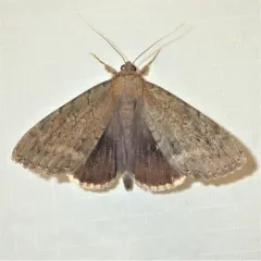 Obscure Underwing thumbnail 4