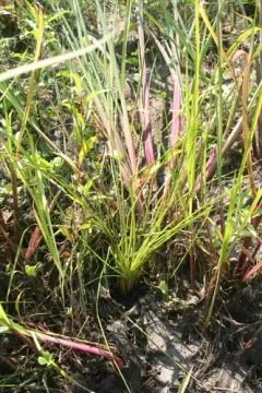 Blackfoot quillwort thumbnail 2