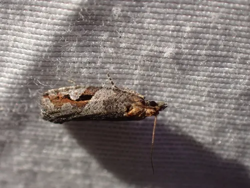 Epinotia signiferana