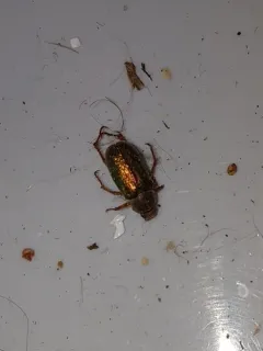 Dichelonyx canadensis thumbnail 1