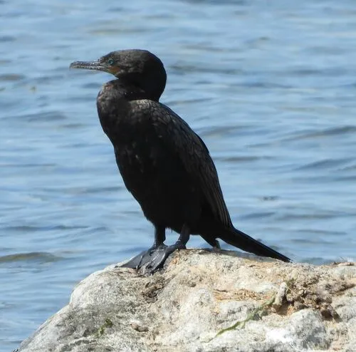 Neotropic Cormorant