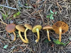 Cortinarius hadrocroceus thumbnail 2