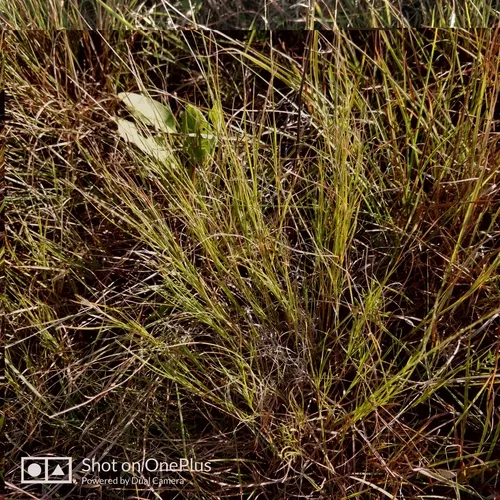 Plains Muhlenbergia