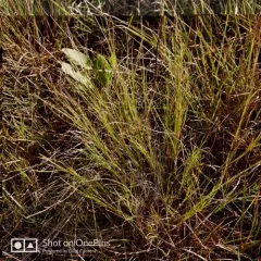 Plains Muhlenbergia thumbnail 1
