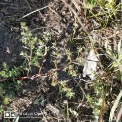 Ribseed Sandmat thumbnail 2