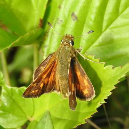 American Branded Skipper