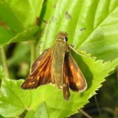 American Branded Skipper thumbnail 1