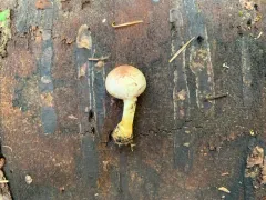 Agaricus pallens thumbnail 1
