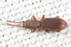 Silvanoprus angusticollis thumbnail 4