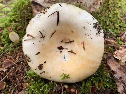 rollrim milkcap