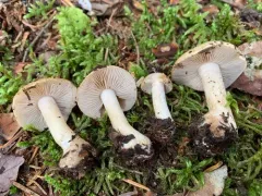 pale poisonpie thumbnail 2