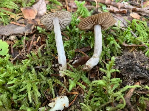 Entoloma incanosquamulosum