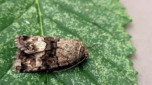 Sympistis albifasciata