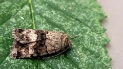 Sympistis albifasciata thumbnail 1