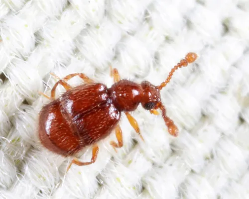 Decarthron velutinum