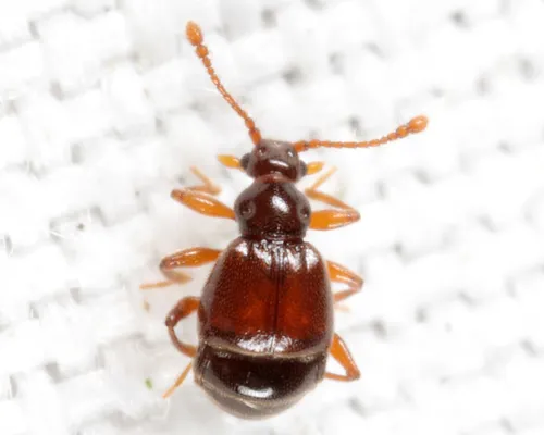 Reichenbachia corporalis