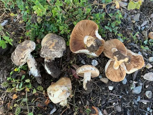 Tightgilled Poisonpie
