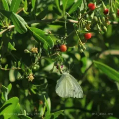 matrimony vine thumbnail 4