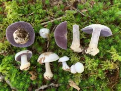 Cortinarius obliquus thumbnail 2