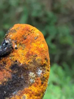 orange polypore mould thumbnail 2